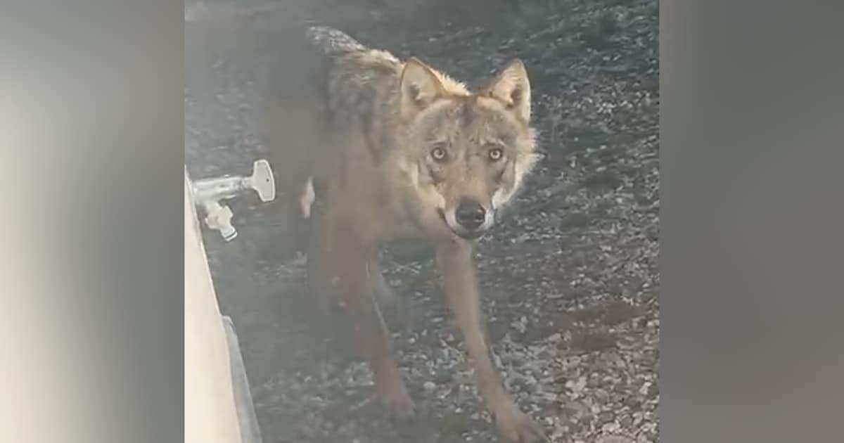 Wolf loopt door de woonwijken: dit kan de provincie eraan doen