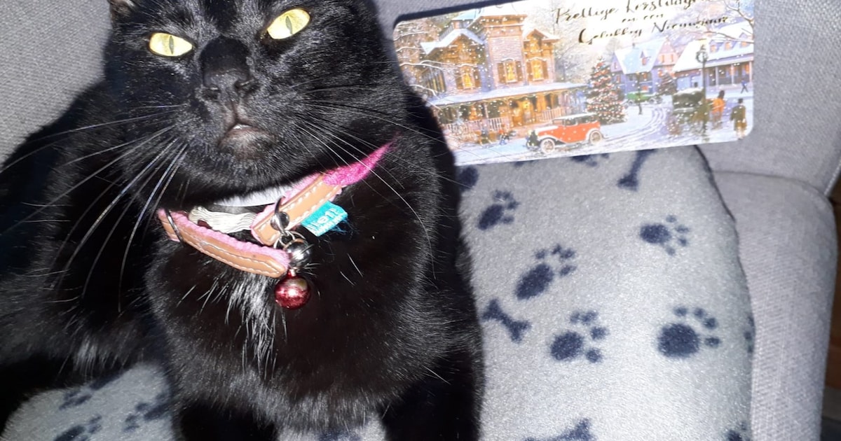 Heb jij Moortje gezien? Dit huisdier wordt in Oldebroek vermist