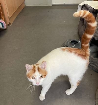 Heb jij Sofie, Nijntje of Mucho gezien? Deze drie huisdieren worden in Nijkerk vermist