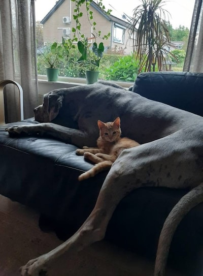 Heb jij Pablo, Nozem of Diva gezien? Deze drie huisdieren worden in Rijssen-Holten vermist
