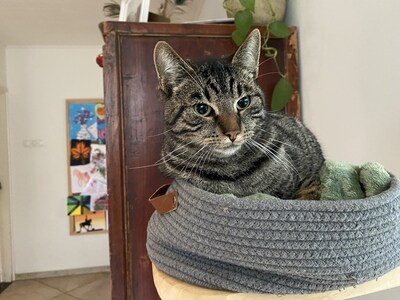 Heb jij Ollie gezien? Dit huisdier wordt in Epe vermist