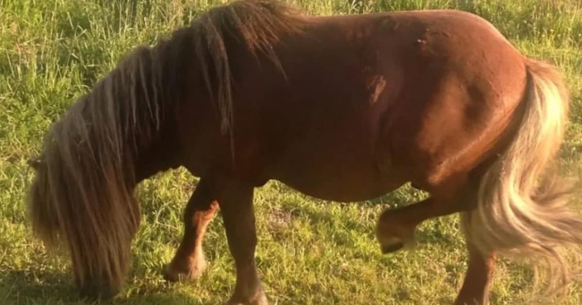 Heb jij Robin gezien? Dit huisdier wordt in Brummen vermist