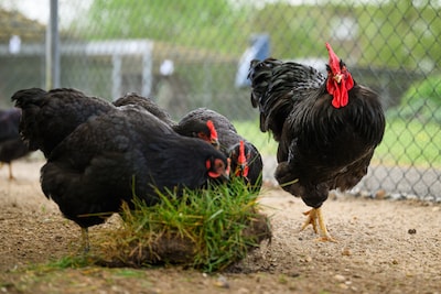 Na maanden weer kippen in de buitenrennen van het Pluimveemuseum