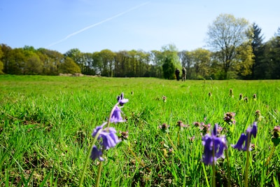 Hemelvaartsdag begint vroeg in Garderen met traditionele dauwtrapwandeling