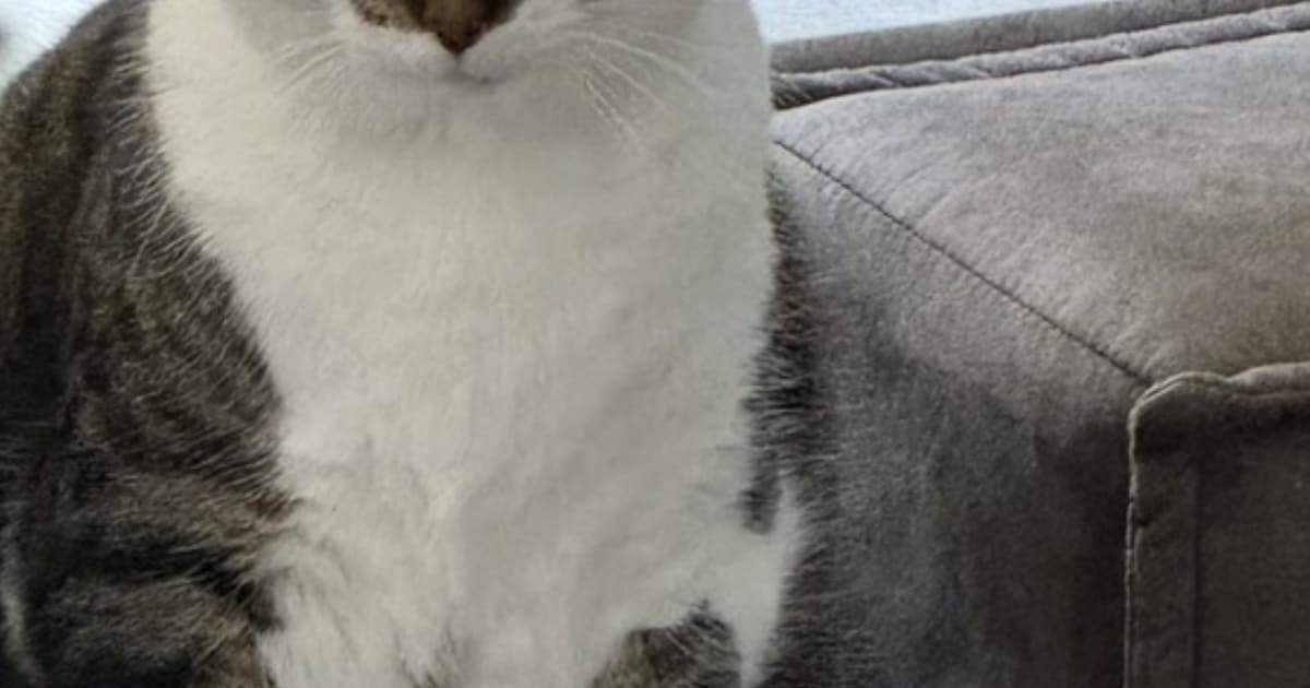 Heb jij Koko of Pepper gezien? Deze twee huisdieren worden in Ermelo vermist