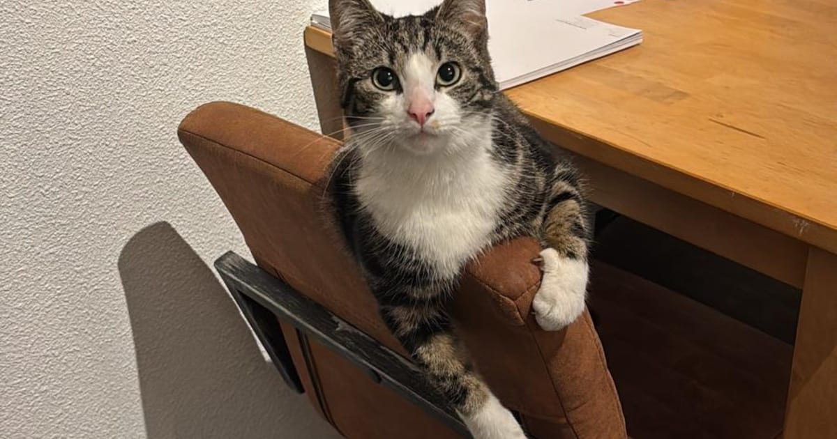 Heb jij Boris, Misty of Kitt gezien? Deze drie huisdieren worden in Heerde vermist