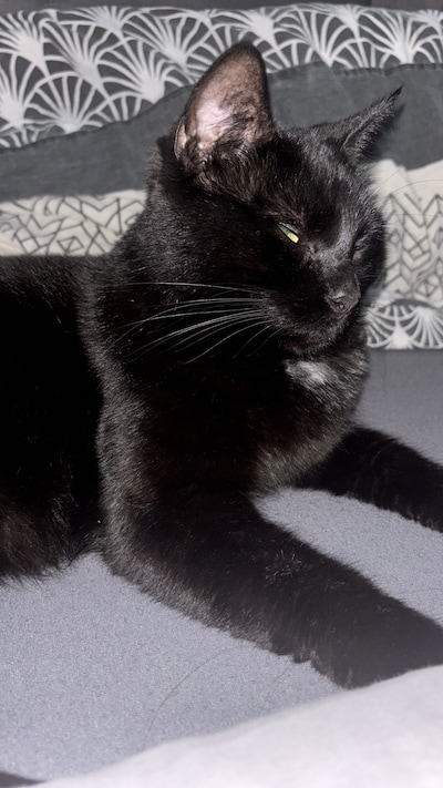 Heb jij Vendi of Blacky gezien? Deze twee huisdieren worden in Lelystad vermist