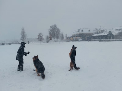 Zo stapt Harderwijk door de sneeuw; Kena en Atka zijn er dol op