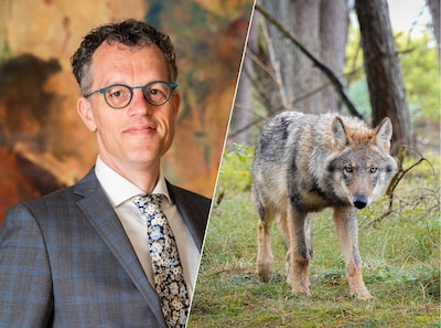 Ermelo vreest escalatie van wolvenaanvallen op koeien, maar de experts zijn veel minder bezorgd