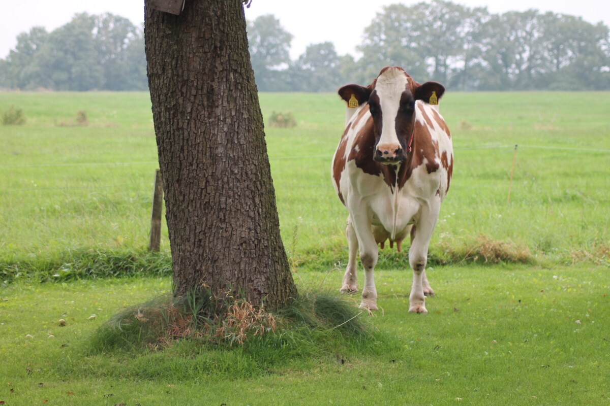 Onze Ans heeft tien kalveren gekregen en staat nu volop te stralen in een miniweitje voorin de tuin.