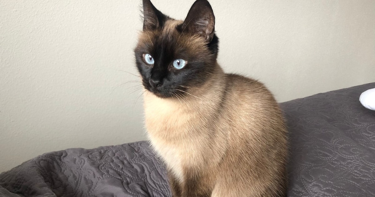 Heb jij Bella of Luffy gezien? Deze twee huisdieren worden in Zwolle vermist