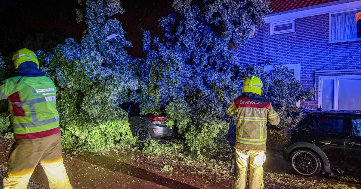 Boom valt op woning aan Scheurweideweg in Zutphen