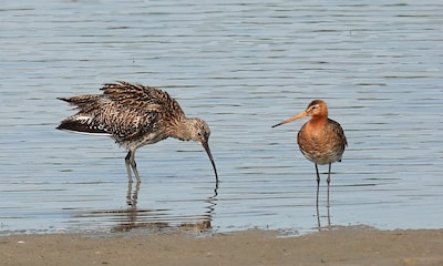 Om weidevogels te redden, willen vogelbeschermers jagen op vossen en kraaien