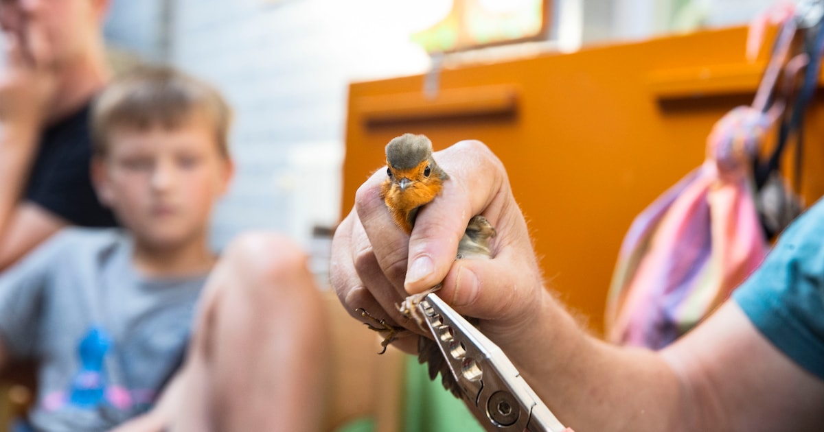 Boete Belgische vogelaar om fraude met pootringen op NK in Hardenberg: ‘Bond knoeit maar wat aan’