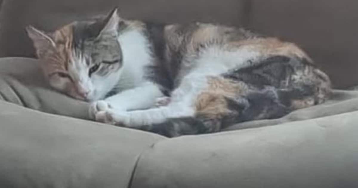 Heb jij Silly, Zot of Indy gezien? Deze drie huisdieren worden in Voorst vermist