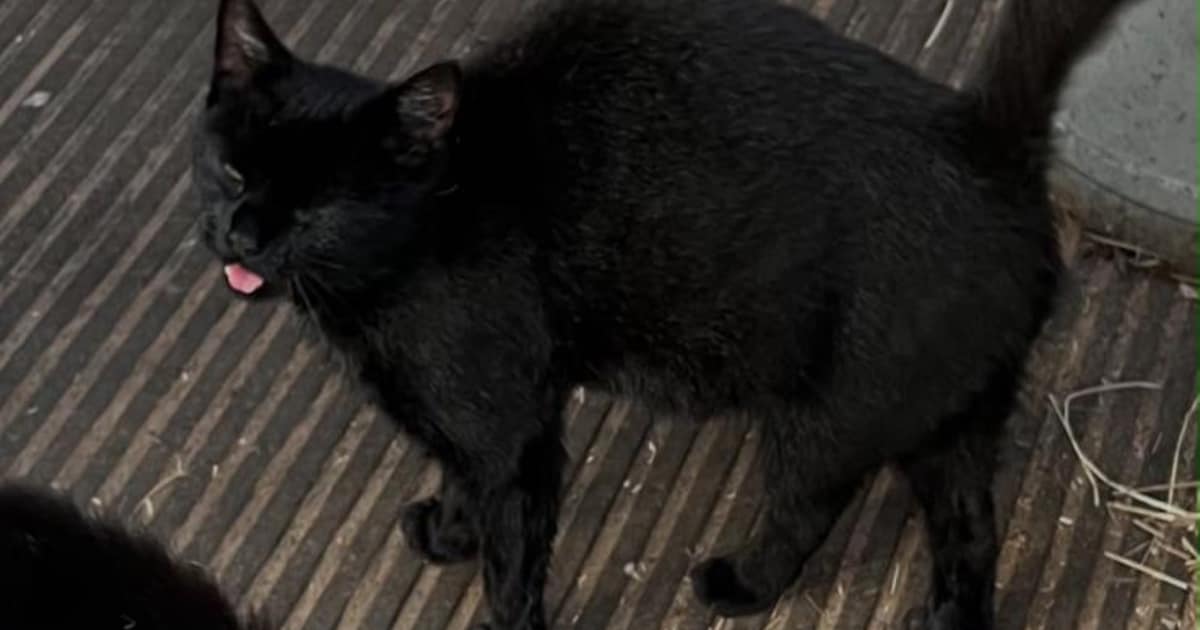 Heb jij Kit gezien? Dit huisdier wordt in Dalfsen vermist