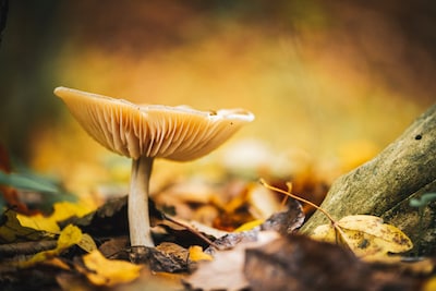 Natuurexcursie voor de jeugd, op stap met de boswachter over landgoed De Dellen