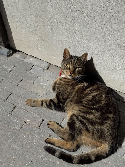Heb jij Tommie, Gijs of Streepje gezien? Deze drie huisdieren worden in Ommen vermist