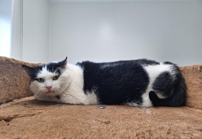 Baasje gezocht: verlegen kater Charlie zoekt nieuw thuis