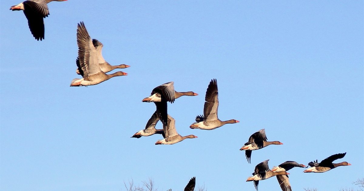 Rechter laat boeren in Lelystad opdraaien voor wortelschade: ganzenvraat blijft voor eigen rekening
