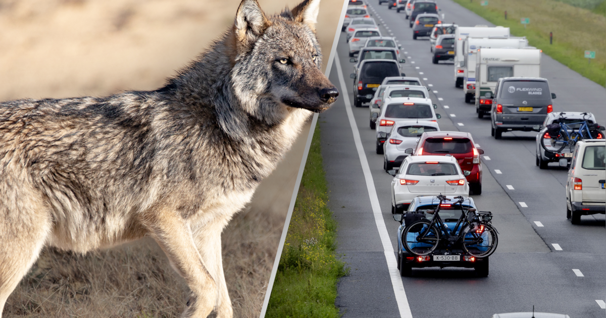 Wolf doodgereden op A28 bij Putten, dier wordt verder onderzocht ...