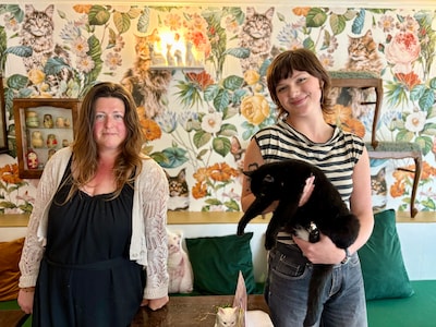 Zwols kattencafé krijgt massaal donaties na steunoproep: ‘We willen blijven bestaan’