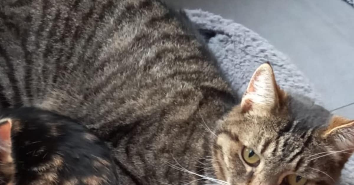 Heb jij Oreo, Max of Snuitje gezien? Deze vier huisdieren worden in Elburg vermist