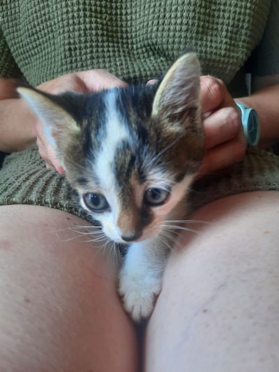 Heb jij Kay of Brammetje gezien? Deze twee huisdieren worden in Elburg vermist