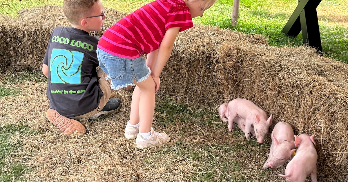 Boert Bewust en The Pig Story bekrachtigen samenwerking in Horssen | Foto