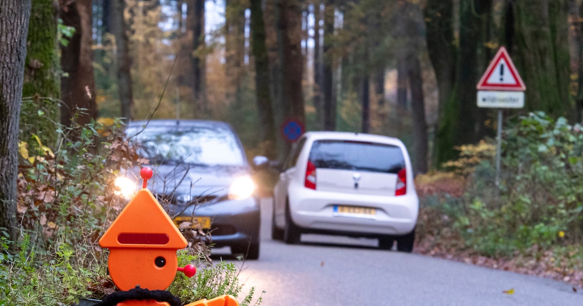 Eindelijk actie op drukke bosroute Vierhouten-Gortel: bewoners kunnen meepraten over verkeersplan
