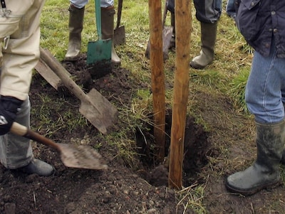 Putten opent inschrijving voor wie een boom wil ‘adopteren’