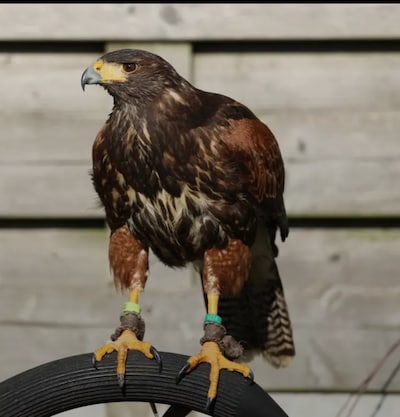 Heb jij Safaa gezien? Dit huisdier wordt in Nijkerk vermist