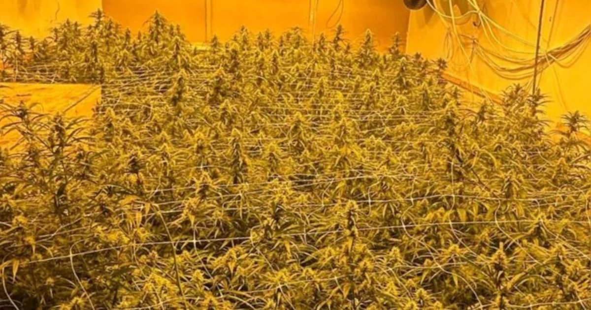 Politie vindt paar honderd wietplanten in loods Dronten, stroom werd afgetapt