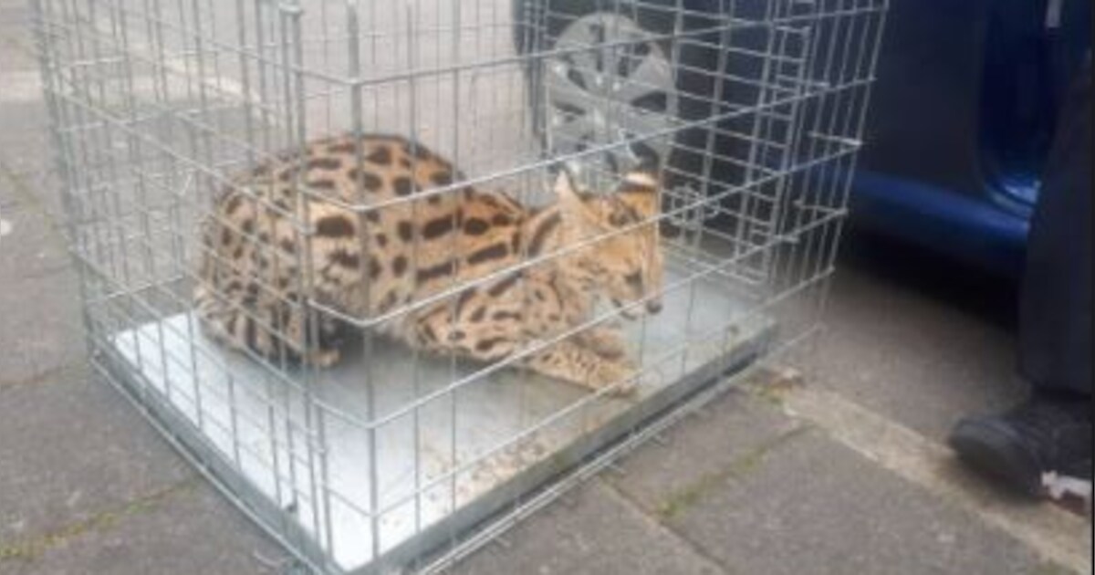 Amersfoorters denken dat man lynx uit kooi haalt, maar dat bleek niet zo te zijn...