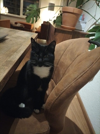 Heb jij Toeter gezien? Dit huisdier wordt in Harderwijk vermist