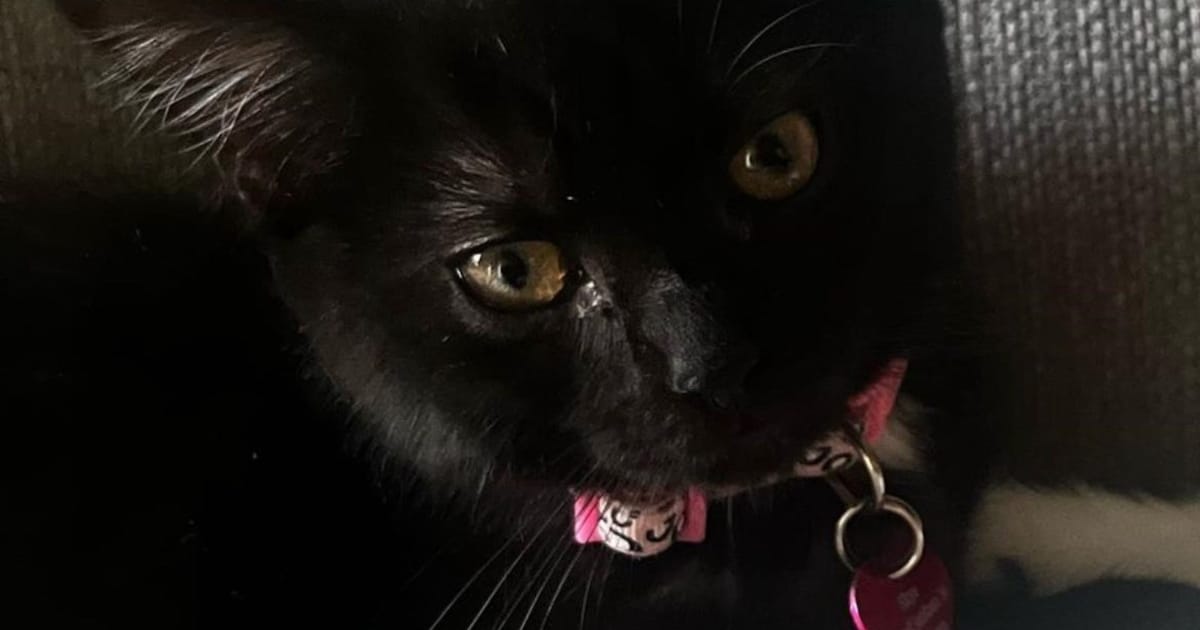 Heb jij Skye gezien? Dit huisdier wordt in Lochem vermist