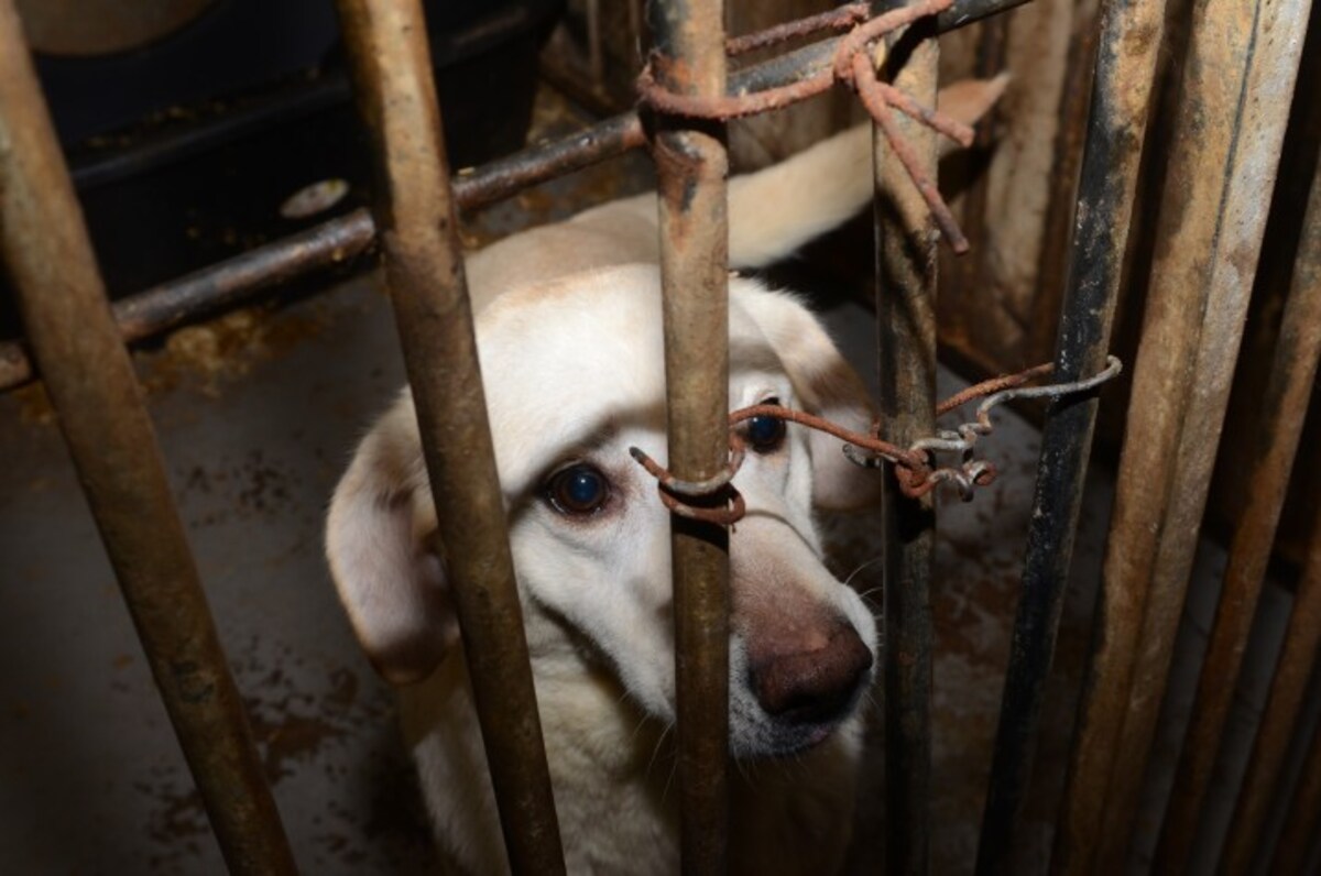 Eén van de honden die in beslag werden genomen bij de hondenfokker in Lettele.