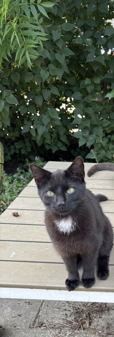 Heb jij Guus gezien? Dit huisdier wordt in Noordoostpolder vermist