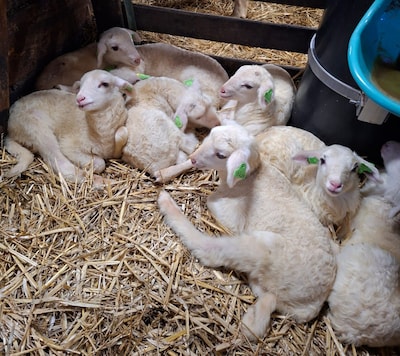Het eerste lammetje dit jaar is geboren op Lemelerberg! Er volgen er nog 199...