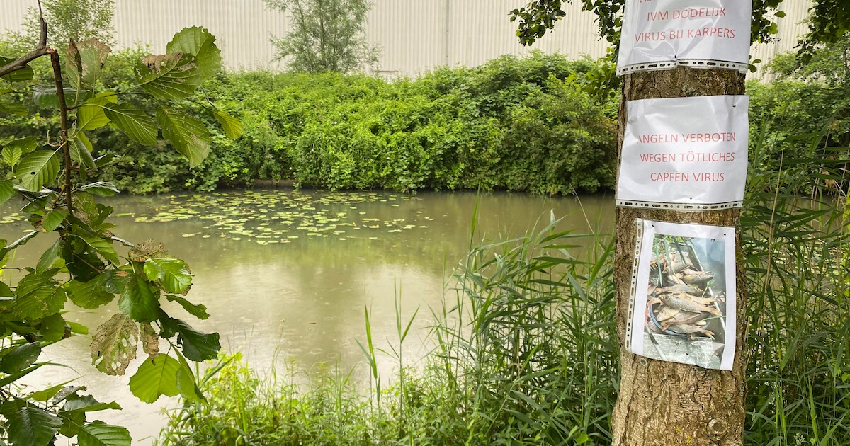 Mysterie rond massale vissterfte in Wijhe lijkt opgelost: dit is de oorzaak