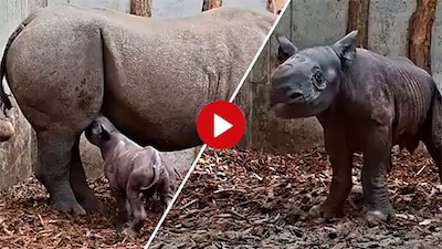 KIJK | Wat schattig! Zeldzame neushoorn geboren in