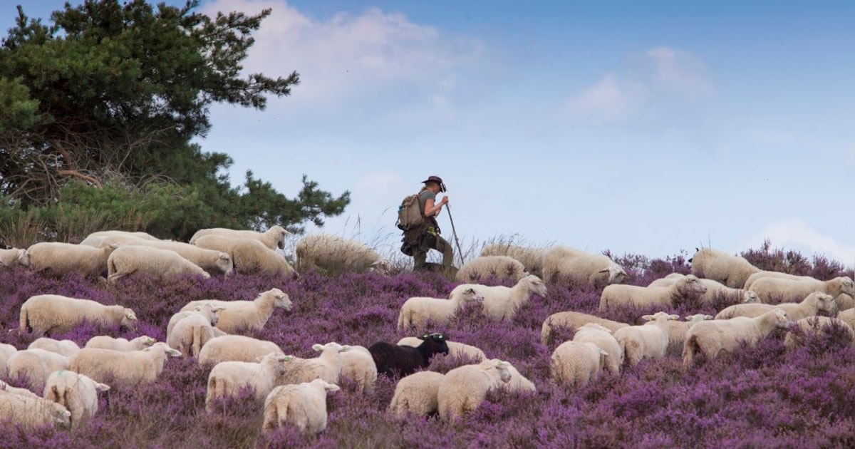 Hier in de buurt van Deventer loop je tussen de bloeiende heide