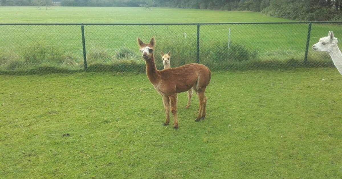 'Zo'n alpaca brengt 1.000 euro op en is zo de grens over'