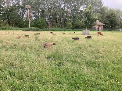 Bloed in het gras en verdwenen schapen op kinderboerderij in Olst: ‘Dit is mensenwerk’