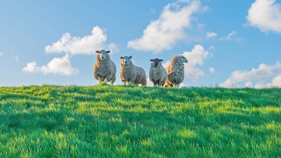 Schapen tijdelijk van de dijken in verband met hoogwaterseizoen