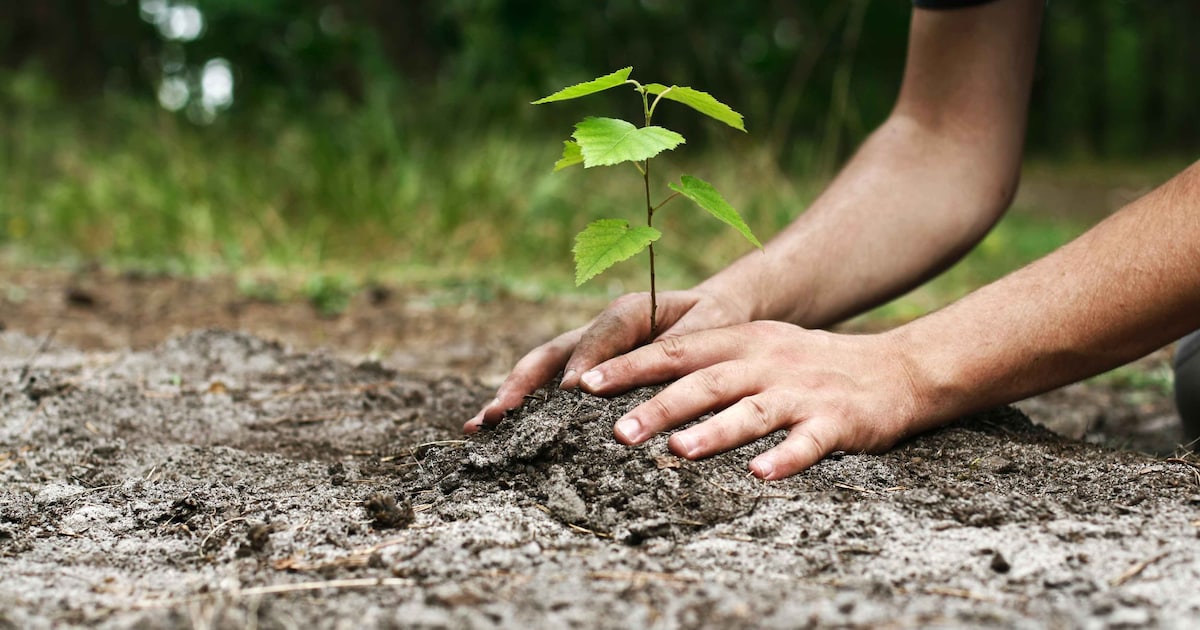 Groene Tuinenmarkt in Dronten inspireert bewoners tot een groenere tuin