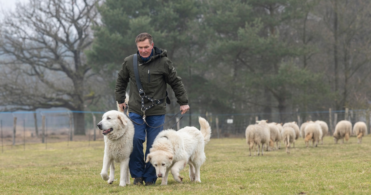 Schaapsherder geeft voorlichting over de honden die zijn kudde beschermen: ‘Er is nog veel onbekend’