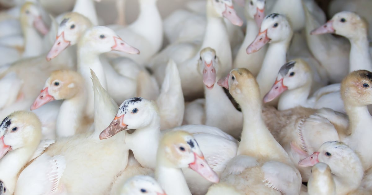 Vogelgriep slaat toe in Ermelo: 6500 eenden geruimd