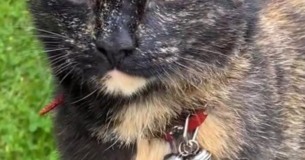 Heb jij Pippa of Jaxx gezien? Deze drie huisdieren worden in Raalte vermist