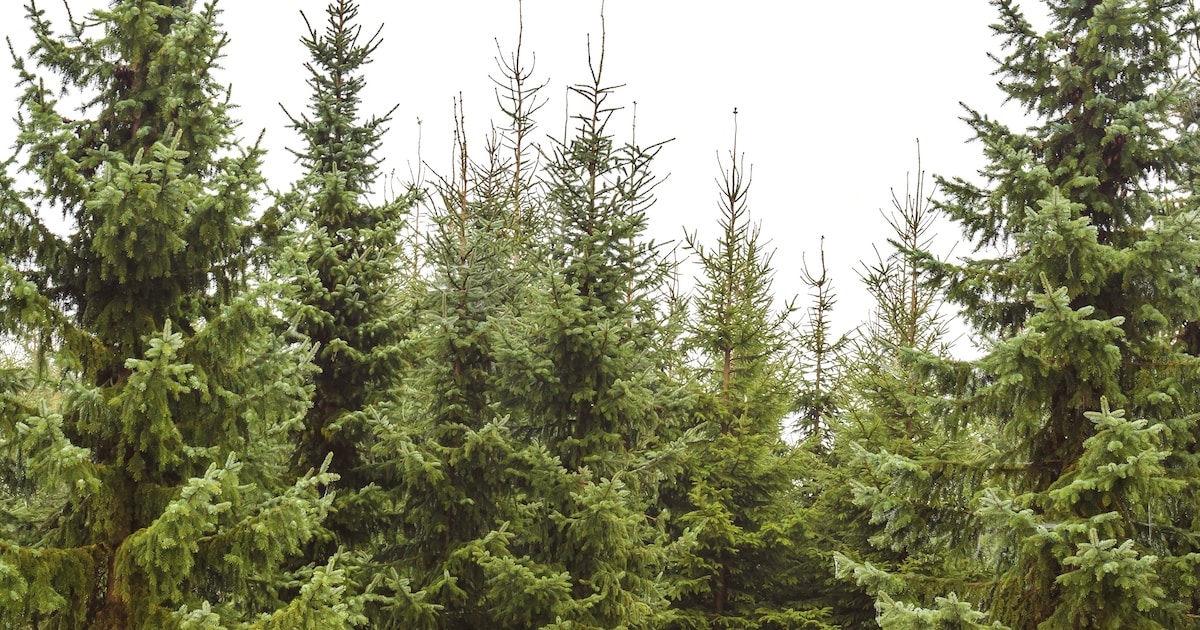 Inzamelaar van kerstbomen rijdt komende week door Lelystad
